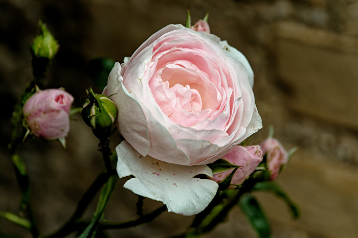 Rosen
