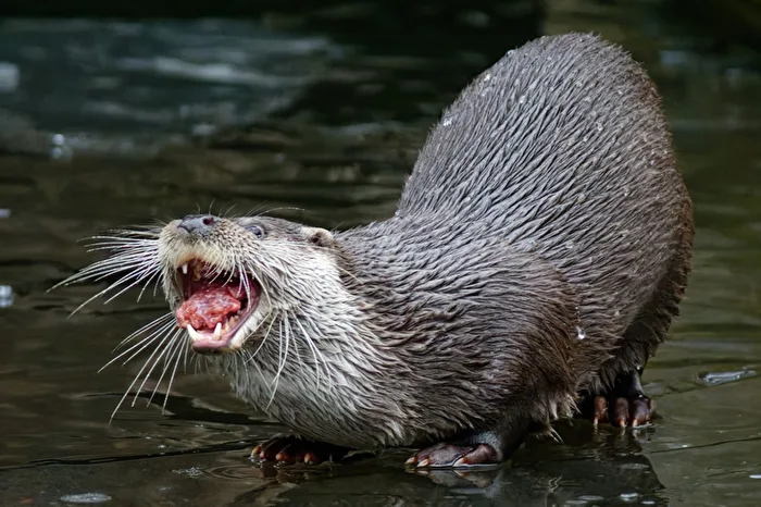 Fischotter