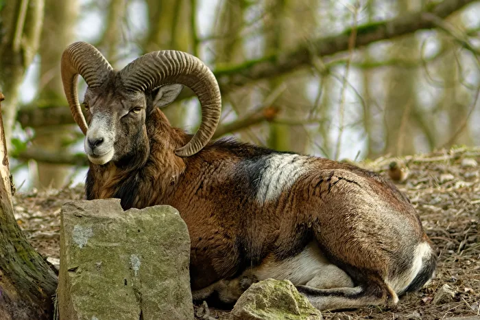Mouflon