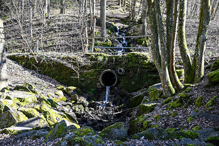 Wasserlauf im Wald