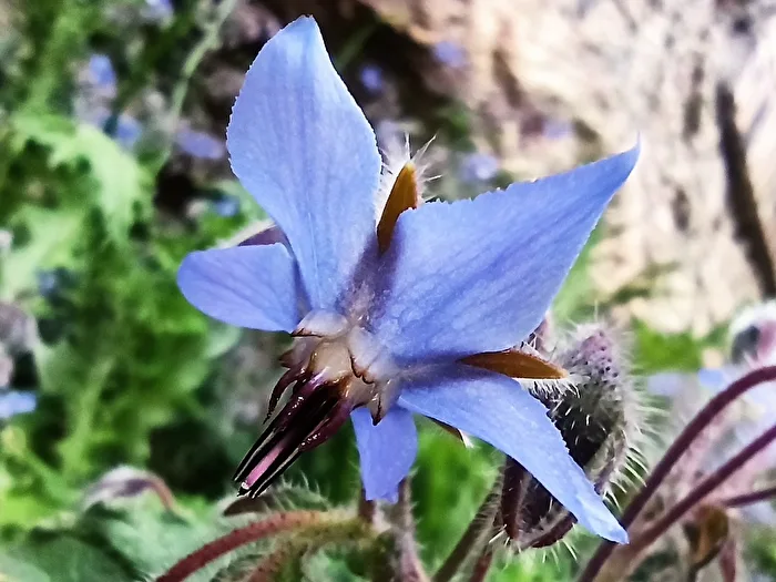 Borago officinalis