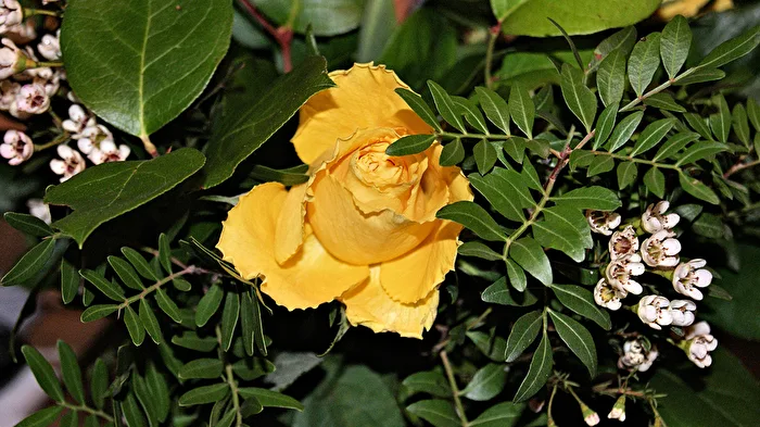 In Yellow