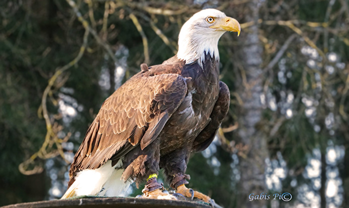 Vögel
