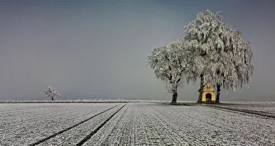Winter - Frost