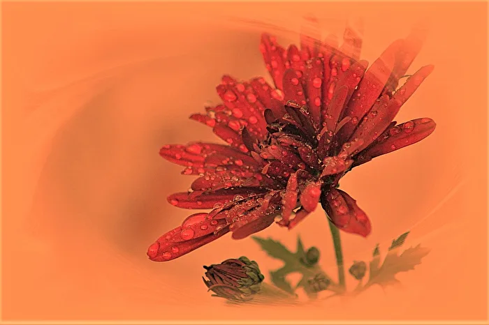 Chrysantheme