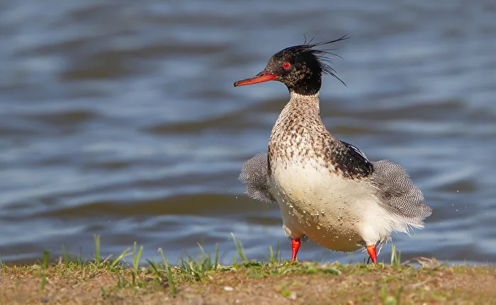 Mittelsäger (Mergus serrator)