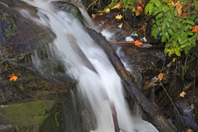 Bach im Schwarzwald