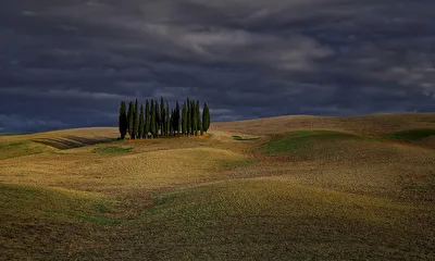 Cipressi - Forest
