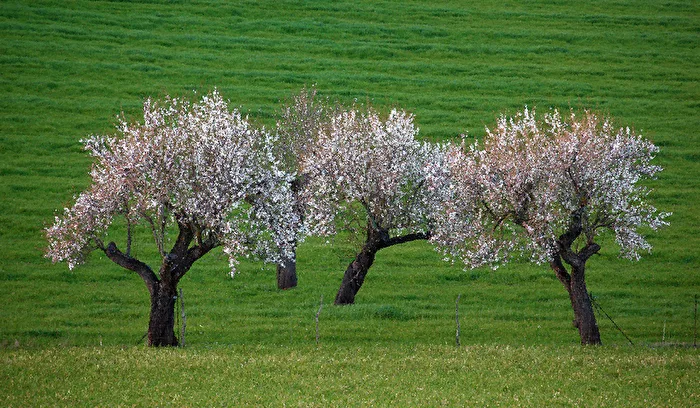 MANDELBLÜTE