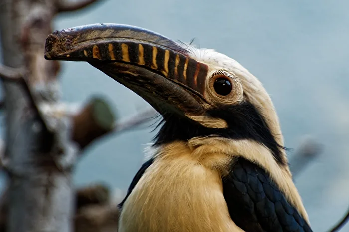 Tariktik - hornbill