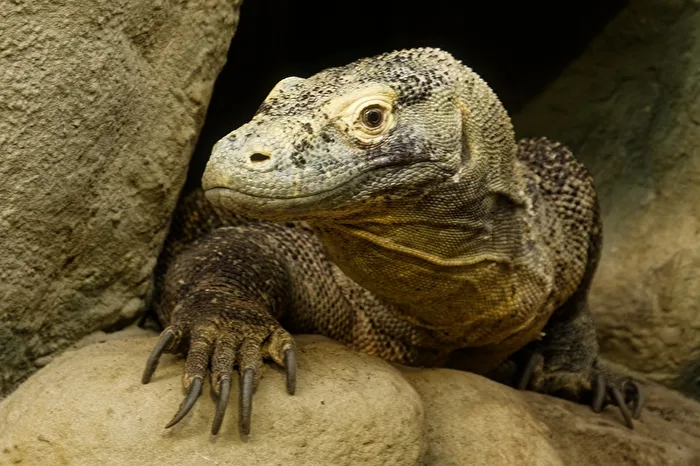 Komodowaran