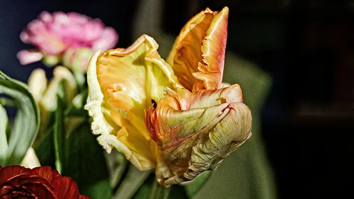 Tulip Time