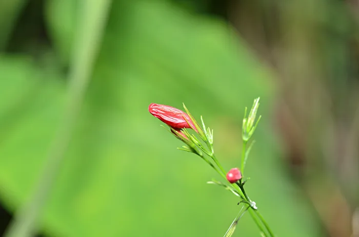 Rote Blüte