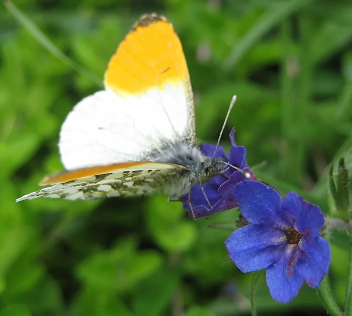 Aurora Butterfly