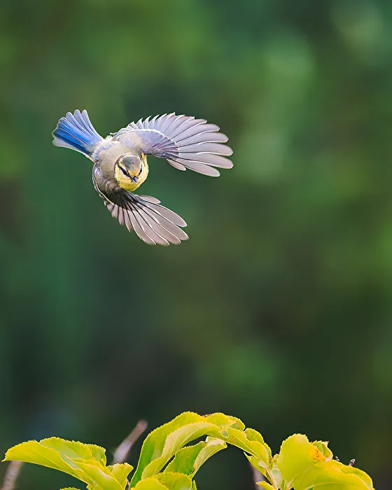Blue Tit Approaching