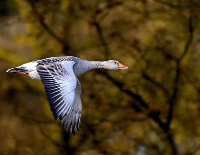 ***Flug***