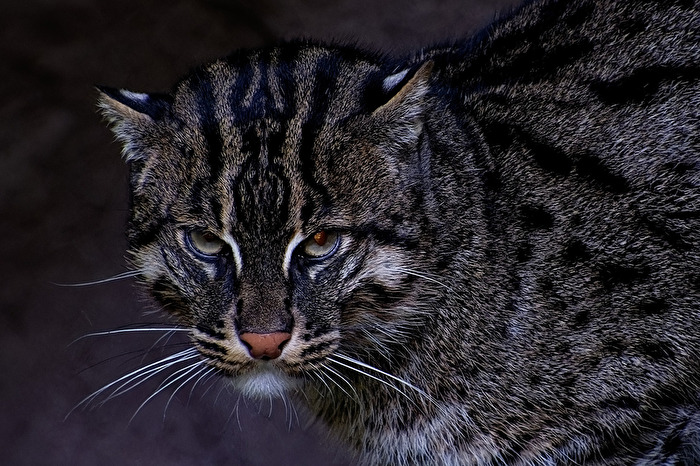 Fischkatze