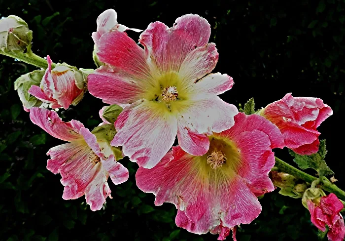 blooming hollyhocks