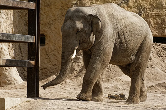 Elefant
