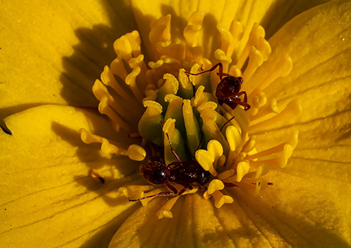 Sumpfdotterblume