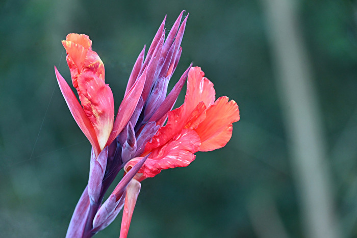 Soeben erblüht Indian Canna