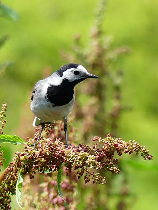 Vogel III