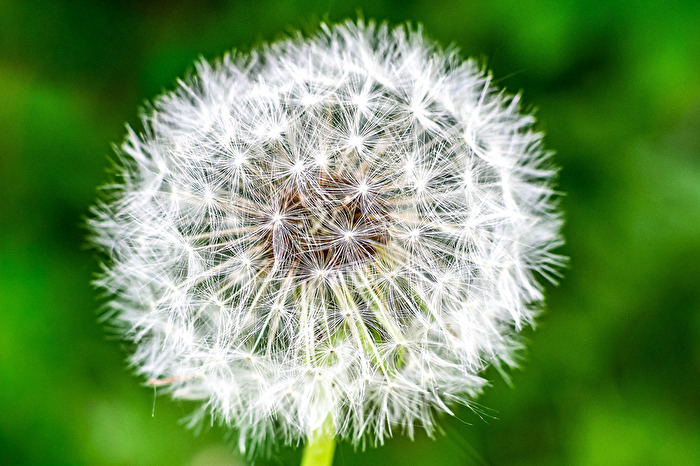 Nur eine Pusteblume