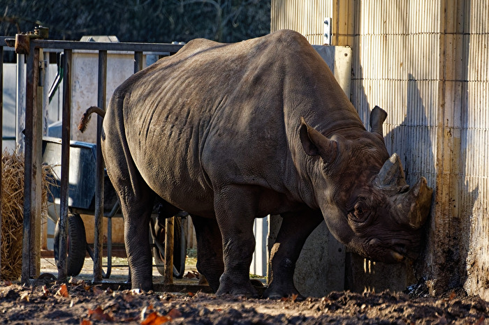 Nashorn
