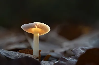 Pilz mit Mücke auf Buchenblatt