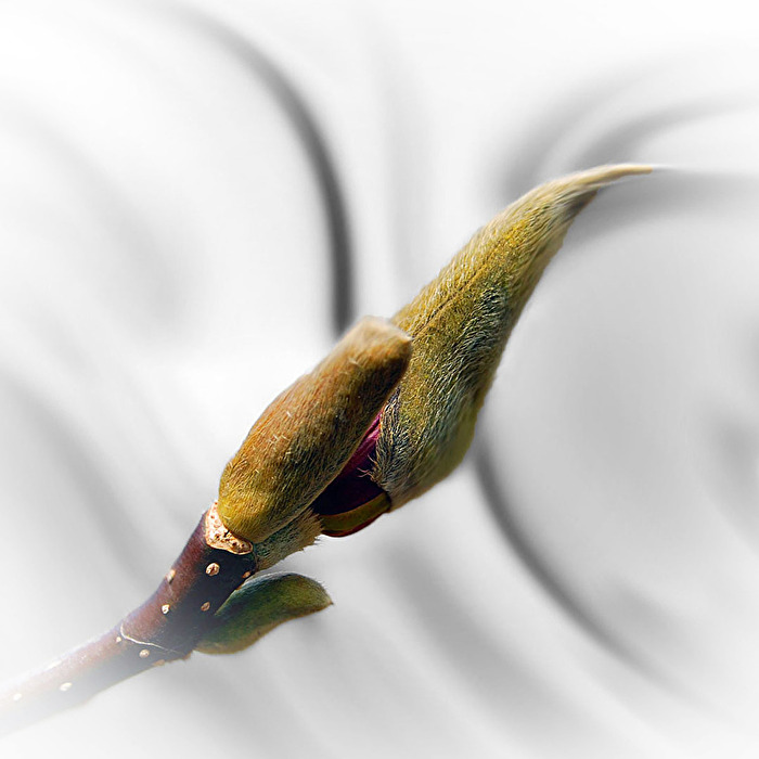 Magnolie