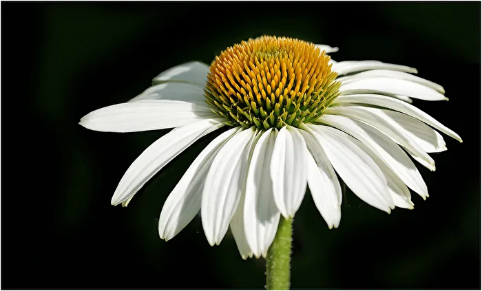 Blümchen