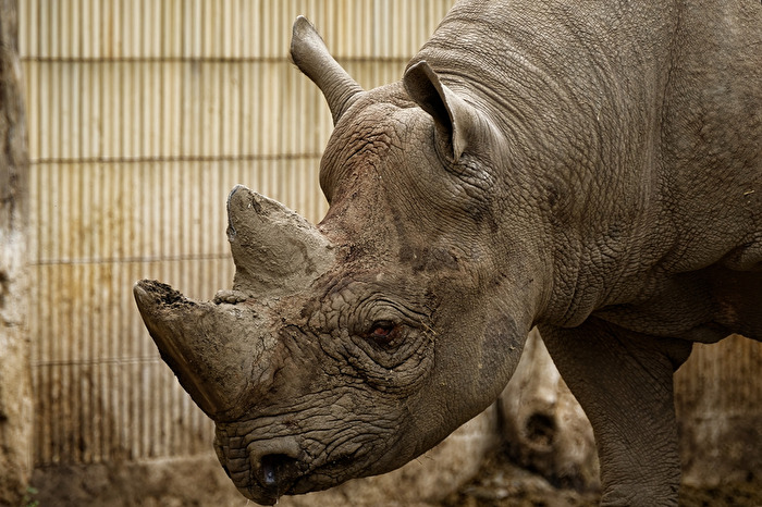 Nashorn