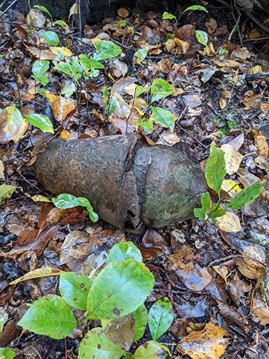 Der Alptraum beim Pilze suchen