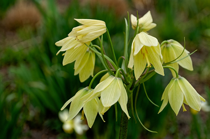 Blüten