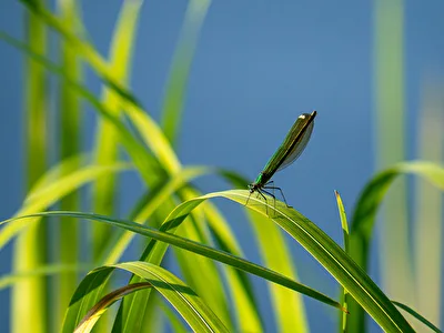 Libelle im Abendlicht