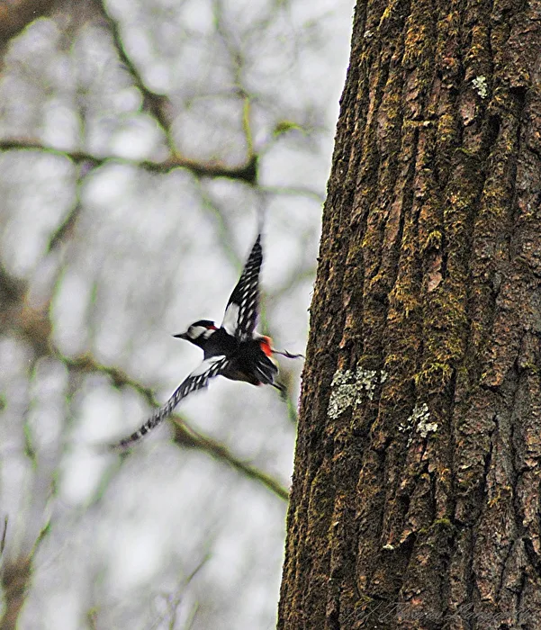 Great Spotted Woodpecker Taking Off