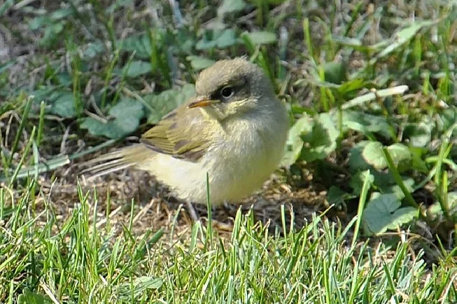 pajarito pequeño