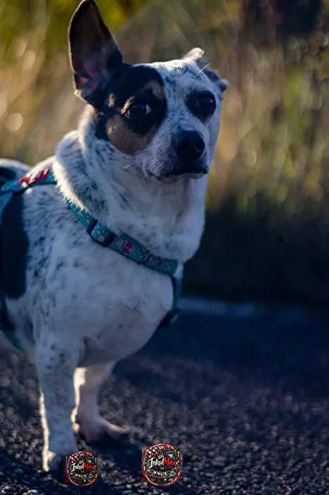 Louie – little heartbreaker on four paws 🐾