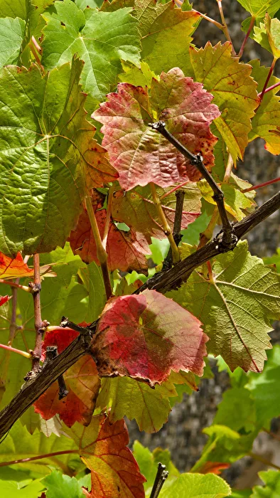 Feuilles d'automne