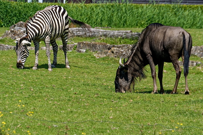 Zebra & Streifengnu