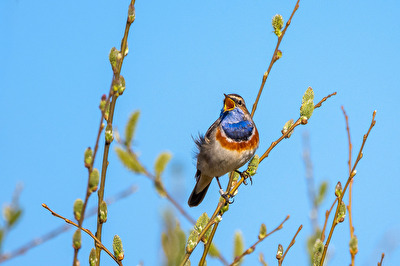Blaukehlchen