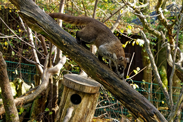 Nasenbär