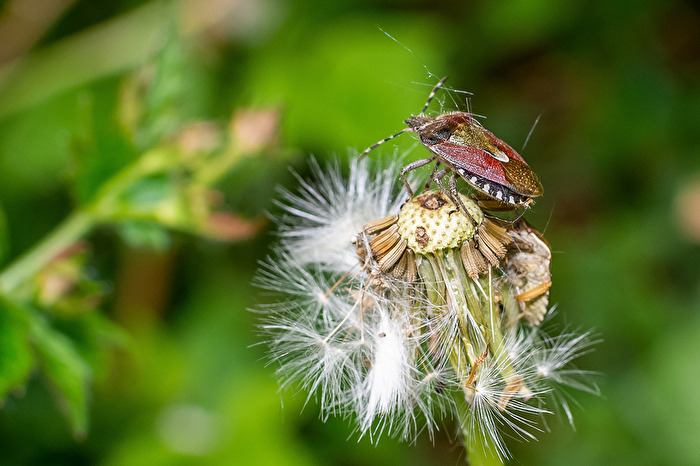 Beerenwanze auf Löwenzahn