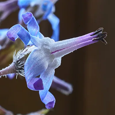 Trachystemon orientalis