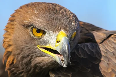 Steinadler
