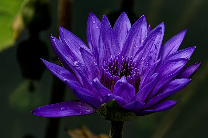 Seerose