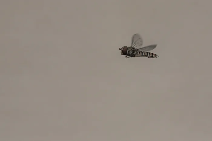 Einfach nur fliegen