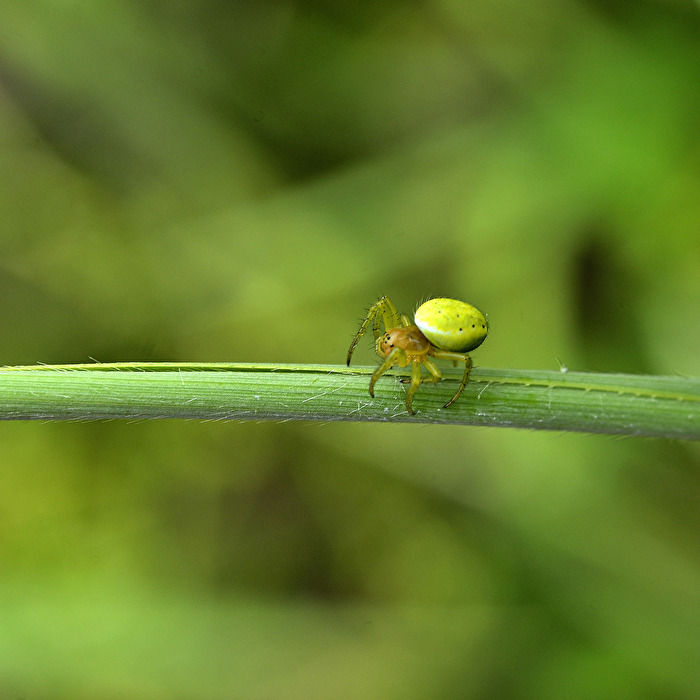 Mini Spinne..