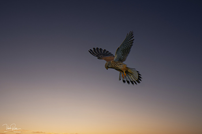 Turmfalke beim Rüttelflug