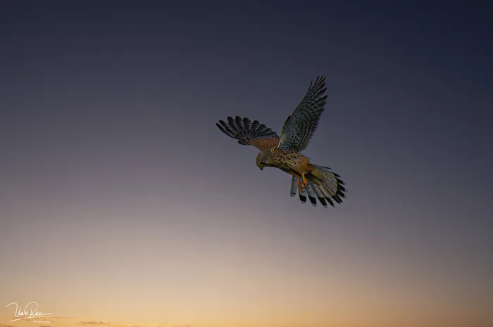 Kestrel hovering
